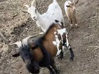 山羊（批次，未指定性别）, Goats — 照片 4