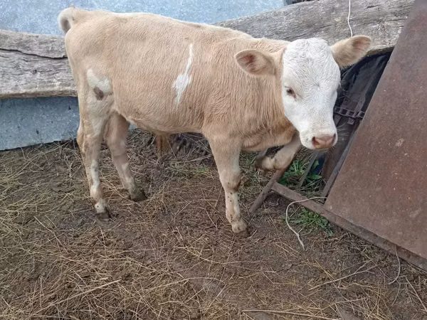公牛, Cattle — 哈萨克斯坦