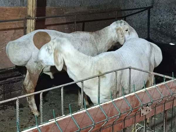 Carnero, Hissar sheep — Kirguistán