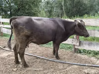 Cow, Alatau breed — photo 2