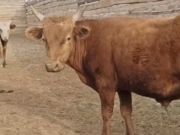 公牛, Cattle — 哈萨克斯坦