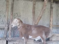 Widder, Edilbay sheep — Foto 1