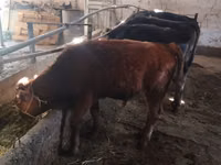Rinder (Partie, Geschlecht nicht angegeben), Swiss cattle — Foto 5