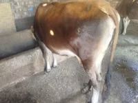 母牛, Russian Black pied cattle — 照片 1