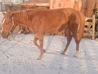 Hengst, Thoroughbred horse — Foto 7