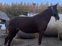Mare, Welsh Cob — photo 4