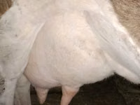 母牛, Simmental cattle — 照片 2