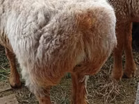 نعجة, Arashan sheep — الصورة 8