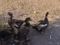 Ducks — الصورة 4