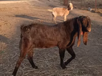 تيس, Kamori goats — الصورة 3