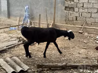 كبش, الأغنام — الصورة 7