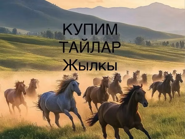 Hengst, Horse breed — Kasachstan