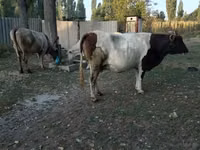 母牛, Simmental cattle — 照片 3