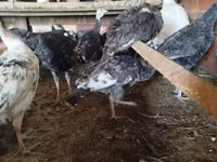 Turkeys — Foto 3