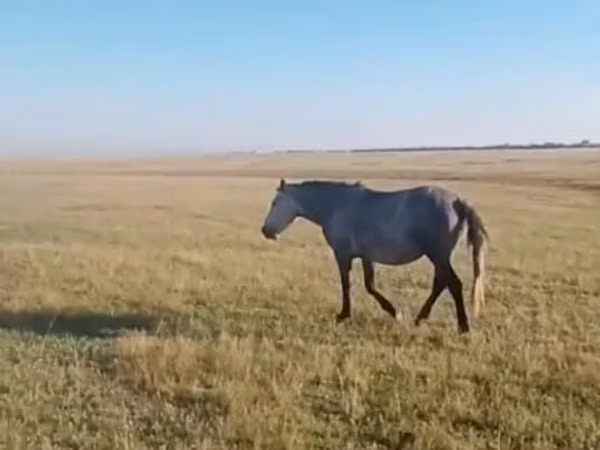 Stute, Pferde — Kasachstan