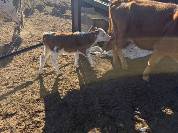 公牛, Simmental cattle — 哈萨克斯坦