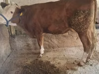 Vaca, Simmental cattle — foto 2