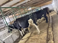 Сиыр, Swiss cattle — 1-сурет