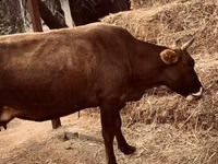 母牛, Cattle — 照片 4