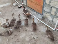Ducks — Foto 7