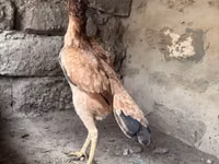 Chickens — Foto 5