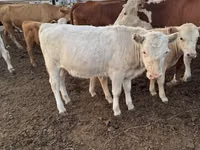 Vaca, Raza Auliékol — foto 4
