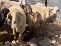 نعجة, Arashan sheep — الصورة 5