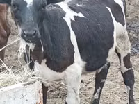 Уй, Голштин тукуму — сүрөт 1