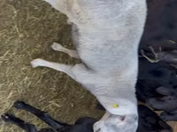 Widder, Hissar sheep — Foto 5