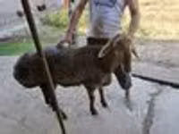 Ram, Sheep — photo 6