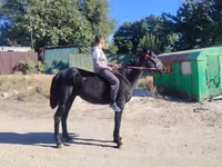 Caballo, Caballos — foto 1