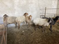 Schaf, Schafe — Foto 7