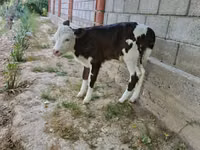 Kuh, Simmental cattle — Foto 3