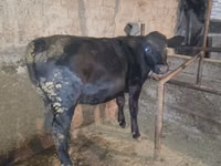 Vaca, Vaca Limousin — foto 3
