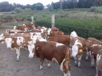 Bulle, Simmental cattle — Foto 1