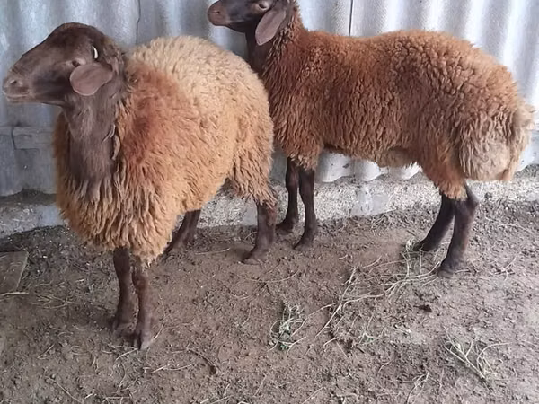Кочкор, Койлор