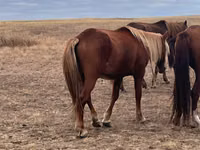 فرس, Kazakh horse — الصورة 2
