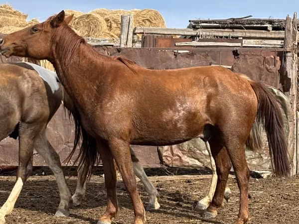 Pferde (Partie, Geschlecht nicht angegeben), Kustanai horse