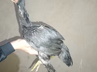 Chickens — foto 5