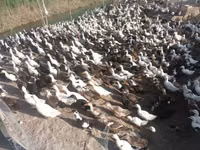 Ducks — Foto 2