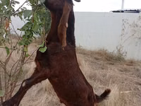 Ziegenbock, Kamori goats — Foto 4