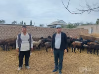 Ovejas (lote, sexo no especificado), Ovejas — foto 2