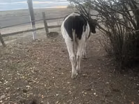 公牛, Russian Black pied cattle — 照片 2
