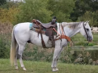 Hengst, Quarter Horse — Foto 1