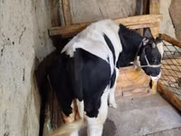 Bull, Russian Black pied cattle — photo 3