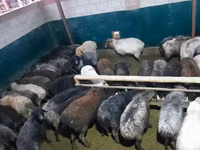 Қошқар, Қойлар — 4-сурет