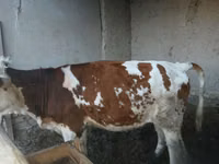 Kuh, Simmental cattle — Foto 5