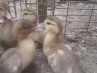 Ducks — फ़ोटो 8