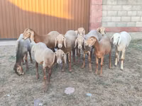 Carnero, Arashan sheep — foto 3