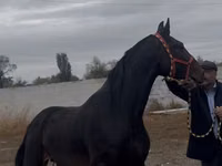 Caballo, Orlov Trotter — foto 4